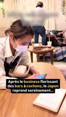 Le Japon relance la chasse commerciale au rorqual après 50 ans 🐋