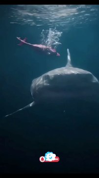 Top 7 Scariest Shark Attacks Caught on Camera | Shark Attack Countdown