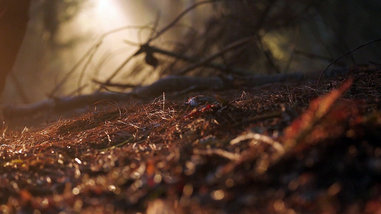 ash vs. evil S1 - 32 - besessenes Vögelchen