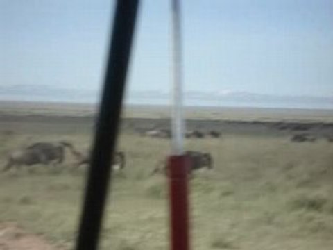 Migration de gnous et zebres