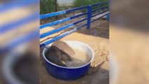 Un bebé elefante que odia el agua se atreve a darse un chapuzón gracias a su nuevo mejor amigo