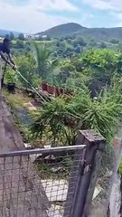 Serpent retrouvé à Sainte-Luce