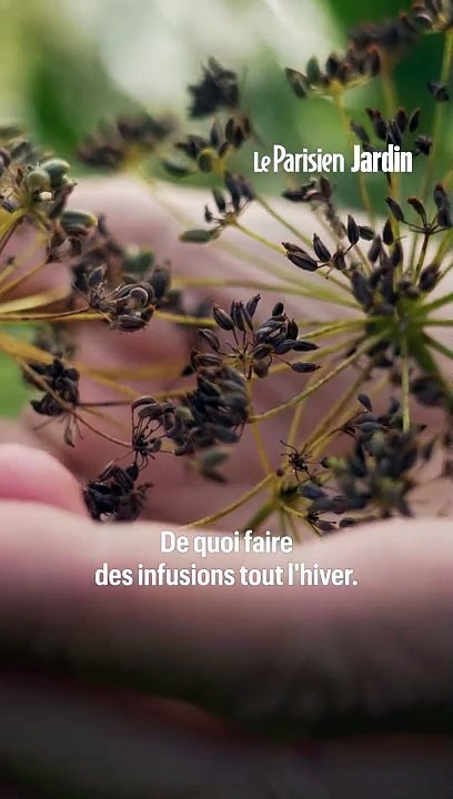 Comment récolter les petites graines au goût d'anis du fenouil pour préparer vos infusions ?
