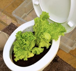 Des ASTUCES pour prolonger la vie de vos plantes 