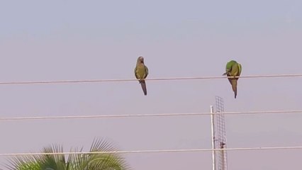 Two parakeets nuzzle and preen each other in a heartfelt display of love