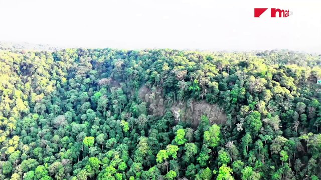 अमेरिकेन महिलेचा जंगलात बनाव? खरं कारण आलं समोर,मिळाला डिस्चार्ज