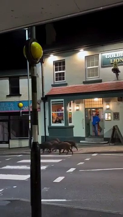 Wild boars (The Golden Lion Cinderford)
