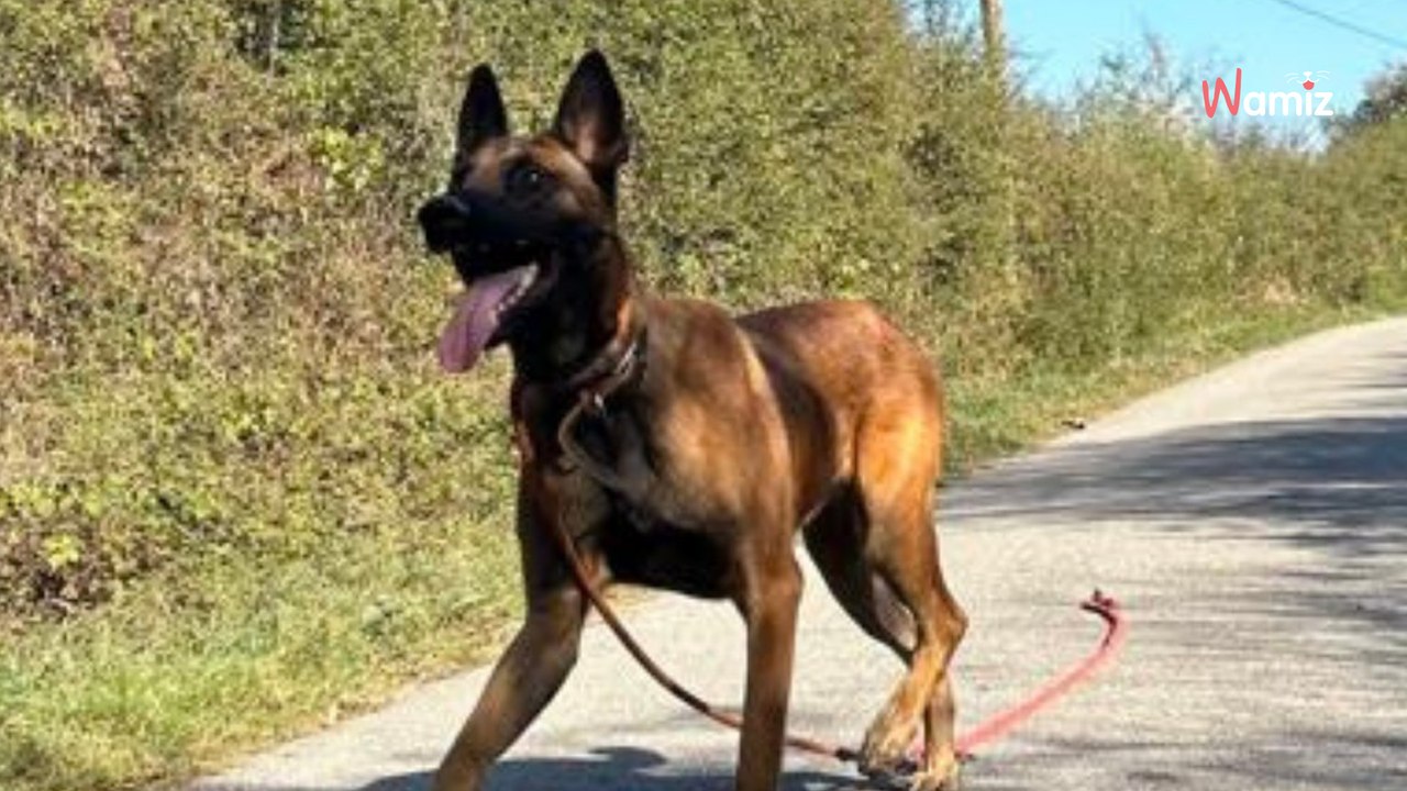 La famille de ce jeune chien voulait l'euthanasier : repris en main en refuge, il veut démarrer une nouvelle vie
