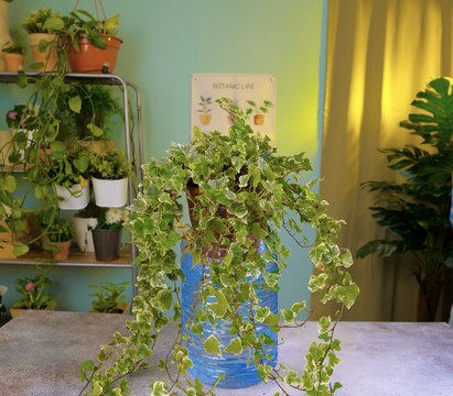 Cultivez votre jardin ou vos plantes d'intérieur grâce à ces conseils !