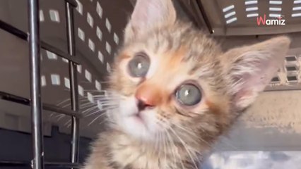 Arrivé au refuge dans un état pitoyable, ce chaton s'est métamorphosé en famille d'accueil (vidéo)