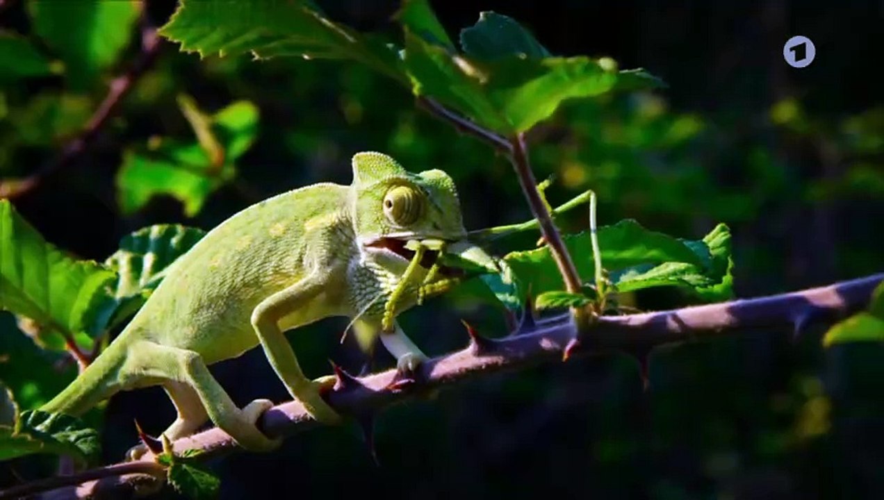 Wildes Griechenland (2) - Die geheimnisvollen Inseln