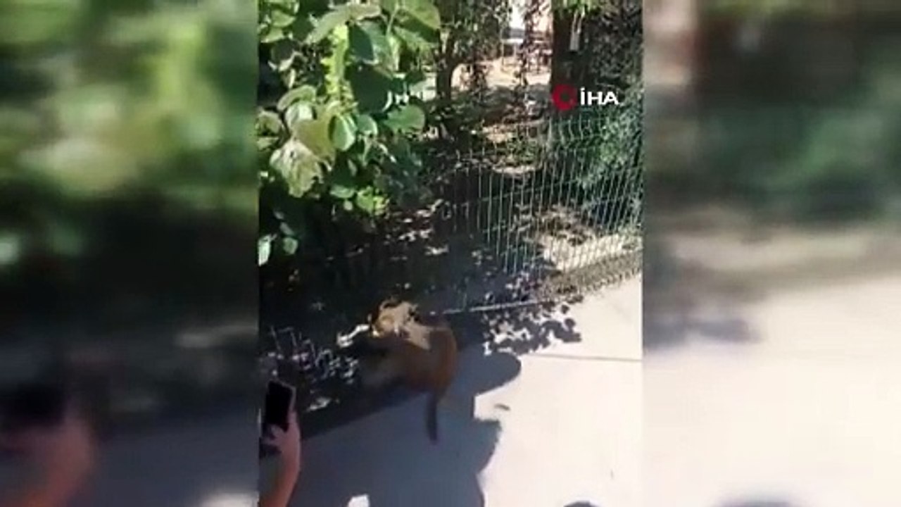 Adana'da sinirlenen maymun çocuğa saldırdı