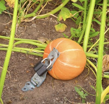 Des ASTUCES de jardinage créatives et insolites pour des plantes plus saines !