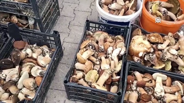 Sinop ormanlarında mantar toplanmaya başlandı