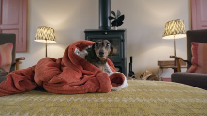 Dachshunds' Stairs Dilemma Sparks Stunning Home Transformation 🏡