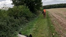 Epic fail: Gentle canter becomes chaotic as horse gets spooked unexpectedly