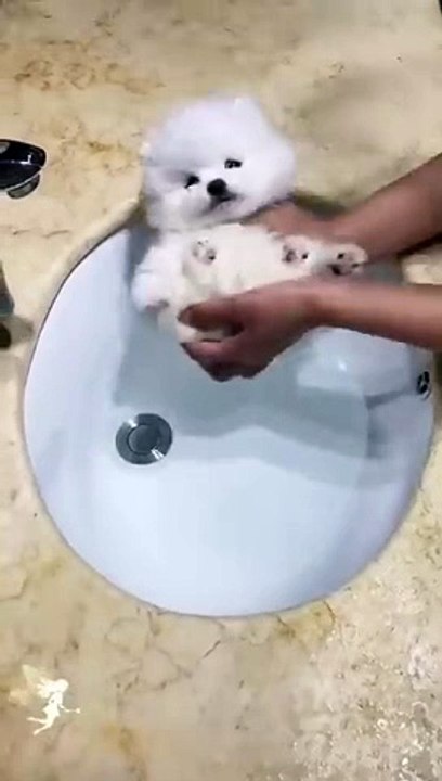 Cute Teacup Puppy Bathing and Grooming _ Pet lovers