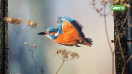 Philippe Toussaint était un chasseur de belles images
