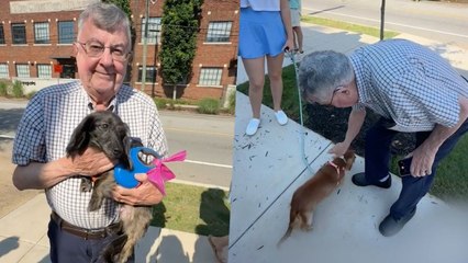 Grandpa Who Had Childhood Dachshund Has Sweet Day Out At Sausage Dog Meet-Up | Happily TV