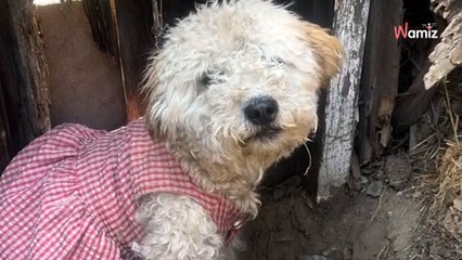 Depuis plusieurs jours, une petite chienne avec une robe rose intriguait les passants au bord de la route