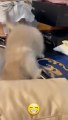 Funny cat videos _ cute cats _ Try not to laugh _ Cat videos Compilation #shorts
