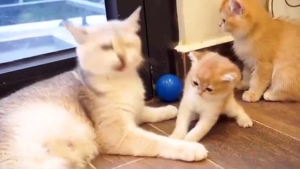 Funniest Cats and Dogs Videos  ||  Hilarious Animal Compilation Part No:34  #2024