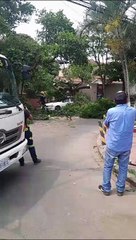 SCZ: ÁRBOL CAE SOBRE UN AUTO