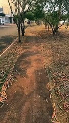 Entenda como as queimadas impactam a saúde da população