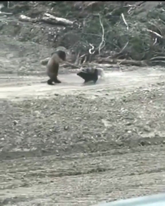 Un ours fait le moonwalk... la classe
