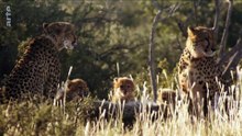 Der Geparden-Clan (1) - Zwei Mütter und neun Welpen