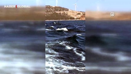 İzmir'de yunusların tekneye eşlik etmesi heyecan yarattı