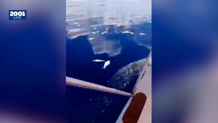 ¡ALERTA! Mortandad masiva de peces en Los Roques: ¿Un fenómeno natural?