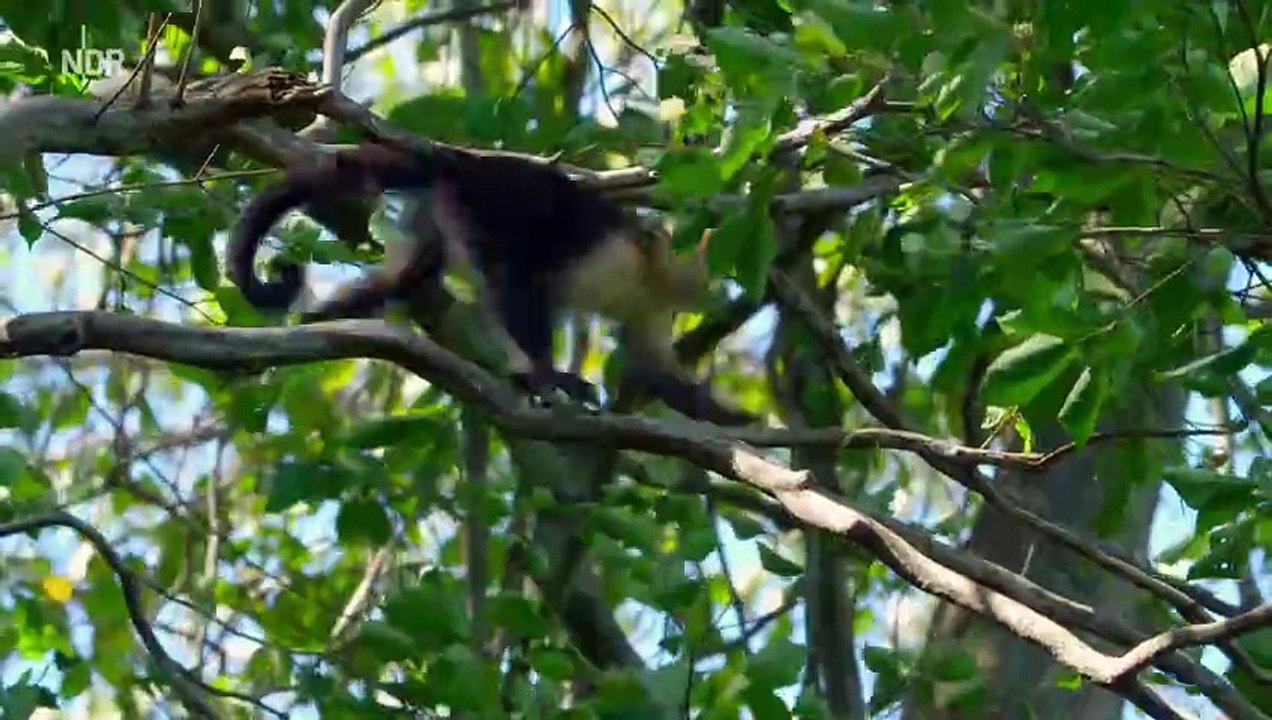 Costa Rica - Das pralle Leben