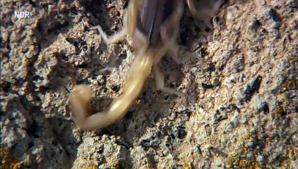 Wildes Spanien - Der atlantische Norden