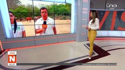 Rescatan a caballo con signos de maltrato