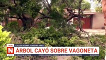 Árbol cayó sobre vehículo