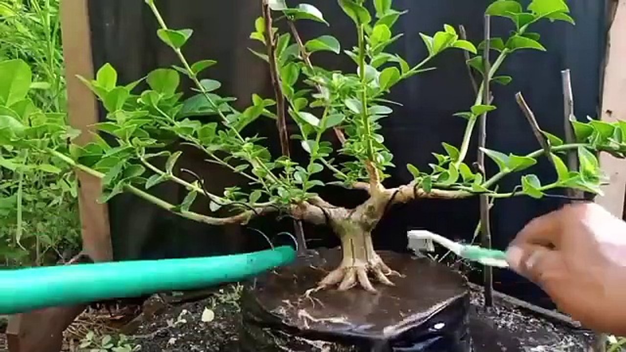 memihara bonsai
