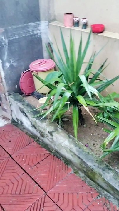 My plants