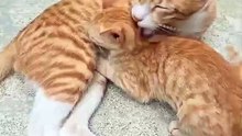 Funny cats