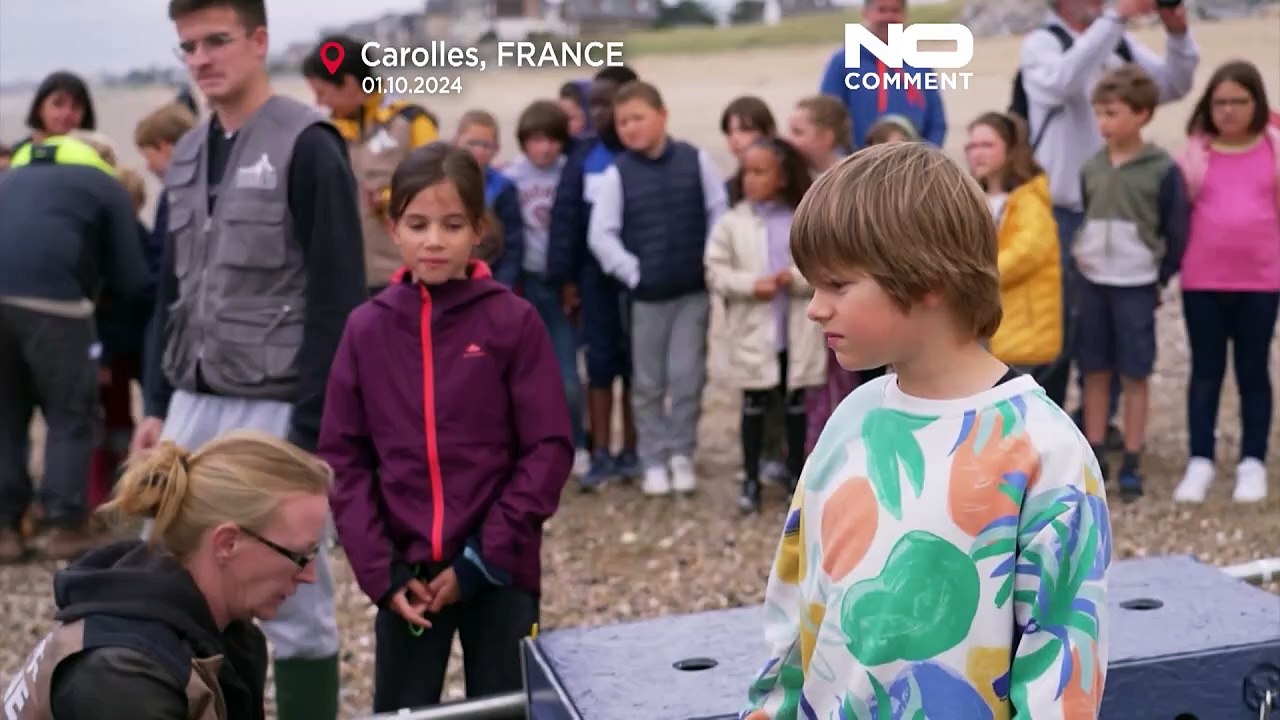 No Comment. Les bébés phoques en voie de disparition retournent à la mer près du Mont Saint-Michel
