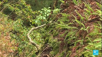 French 'Golden Owl' treasure hunt ends after 31 years