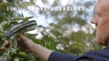 Enormous Python Stuck In A Tree | Aussie Snake Wranglers Clip | EarthX