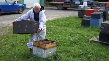 Décès d’abeilles : un apiculteur accuse les fongicides pour maïs