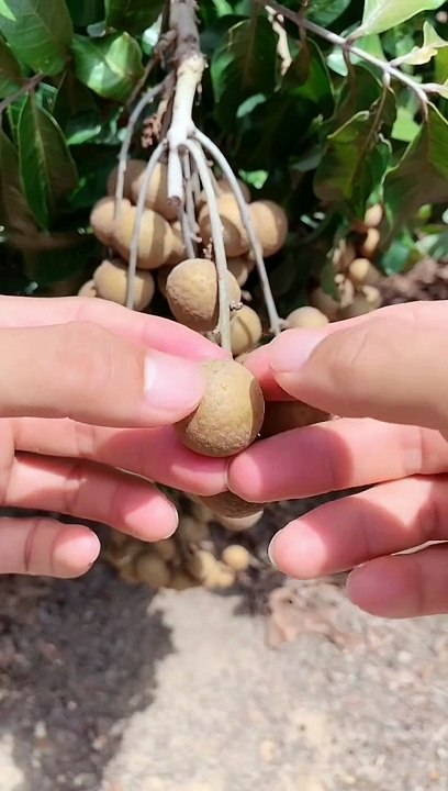 Best and Easy Method to Plant and Grow Golden Berry Fruit Trees from Seeds