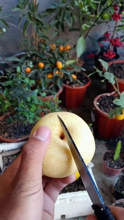 The best and 99% successful method is how to grow and plant goldenberry fruit trees from fruit seeds