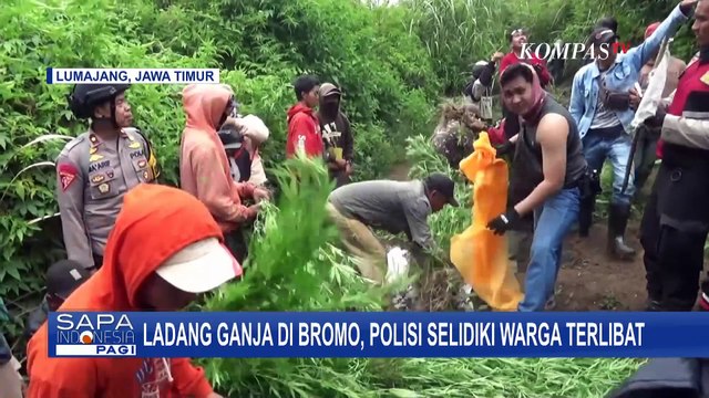 Polisi Selidiki Warga yang Terlibat Kasus Ladang Ganja di Bromo Semeru