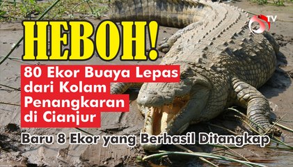 80 Ekor Buaya Lepas dari Kolam Penangkaran di Cianjur, Baru 8 Ekor Berhasil Ditangkap