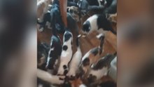 Rescatan a 84 gatos de un piso en Madrid