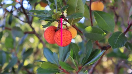 Осенние ягоды.Земляничное дерево.Боярышник.