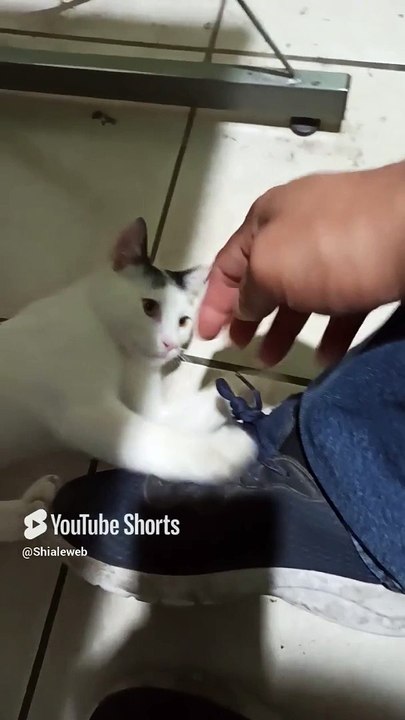 El gatito pernanca ya crecio mi amigo peludo #shorts #animales #mascotas #gato #felino #fauna #pet